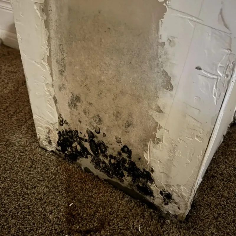 Professional Mold Removal in Ashe County, NC